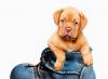 Skenario untuk Tahun Baru Anjing untuk rombongan tamu yang ceria Kompetisi 